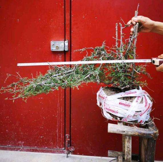 小石积下山桩能耐多少度低温