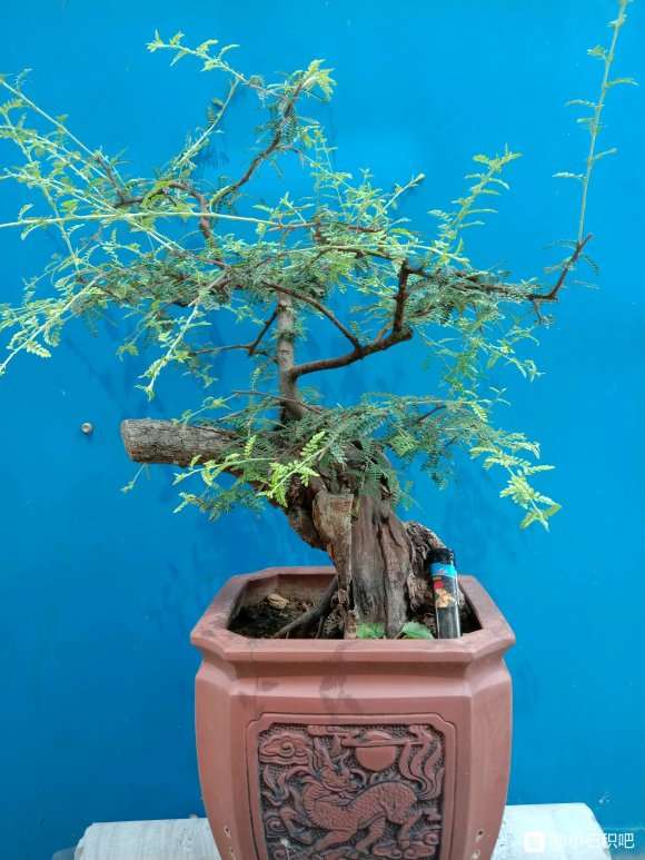 在山东养植小石积下山桩