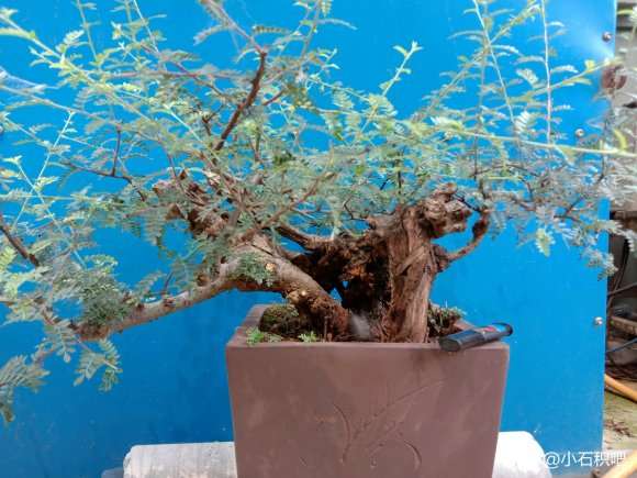 在山东养植小石积下山桩