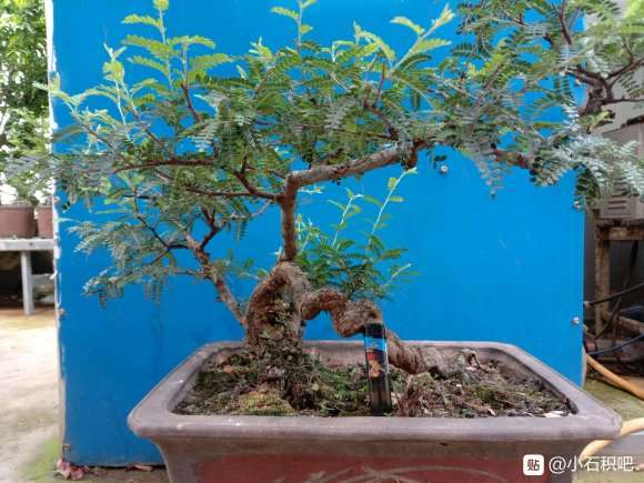 在山东养植小石积下山桩