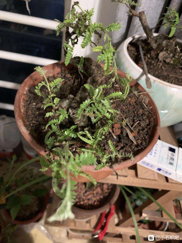 小石积下山桩叶子 有点烂 怎么办