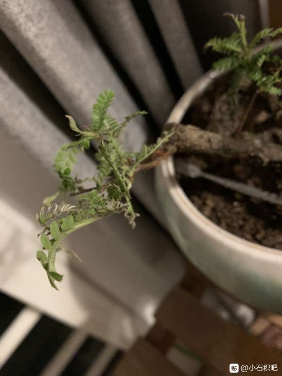 小石积下山桩叶子 有点烂 怎么办