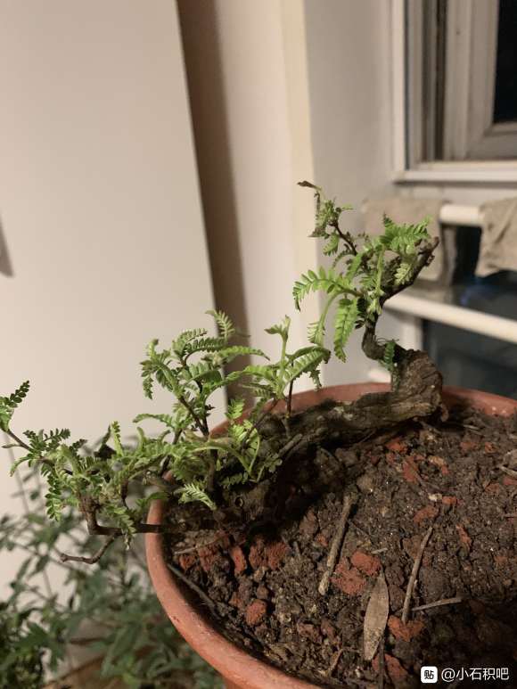 小石积下山桩叶子 有点烂 怎么办