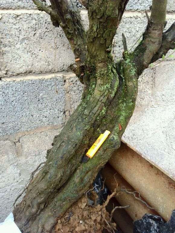 100元入的小石积下山桩