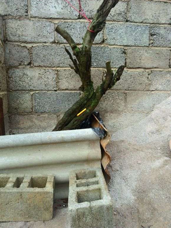 100元入的小石积下山桩