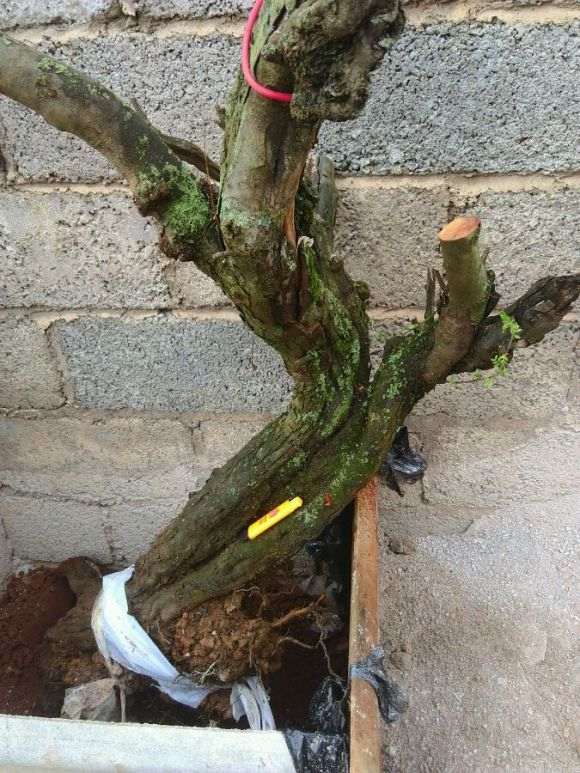 100元入的小石积下山桩