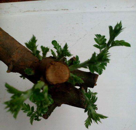 种下1个月的小石积下山桩