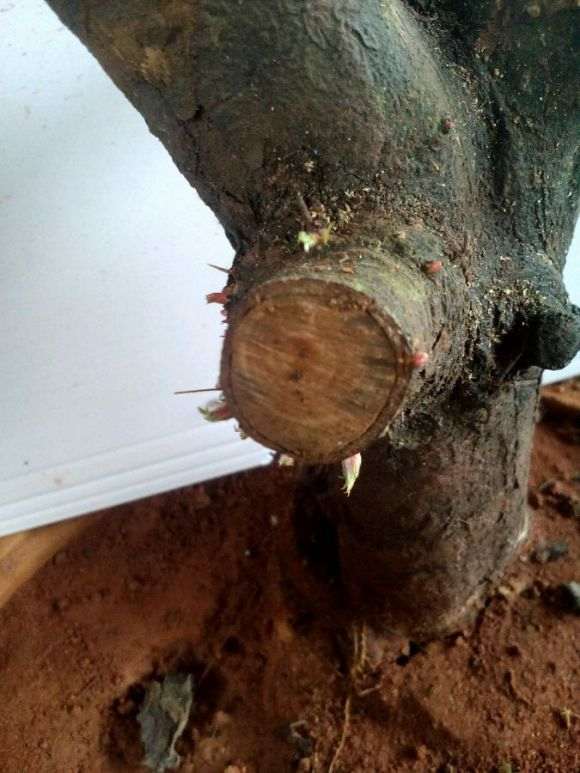 种下1个月的小石积下山桩