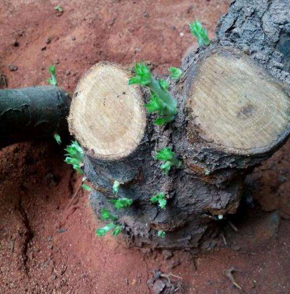 种下1个月的小石积下山桩