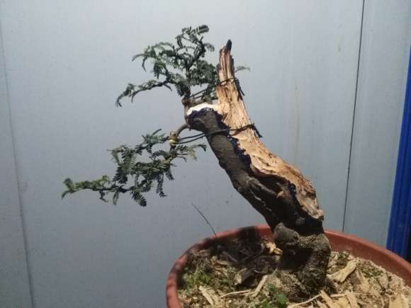 小石积下山桩怎么舍利炭化的方法