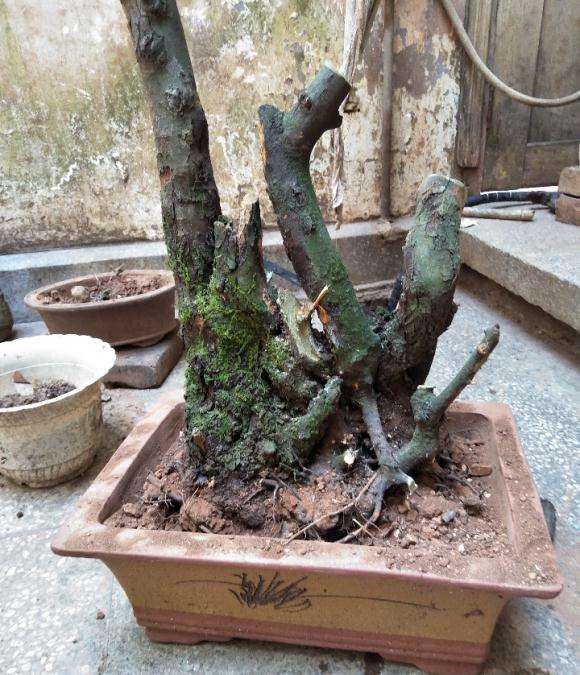 这盆小石积下山桩是不是小了点