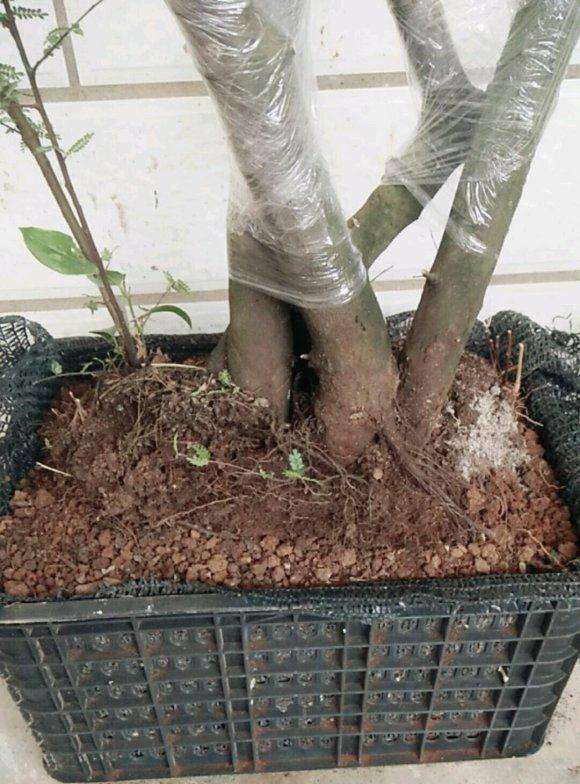 这盆小石积下山桩是不是小了点