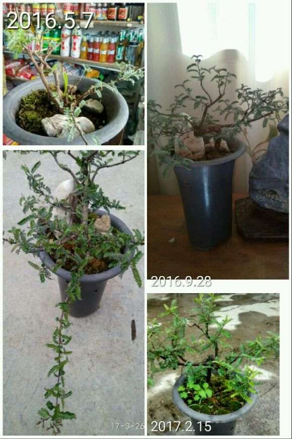 小石积下山桩马上就要开花结果了