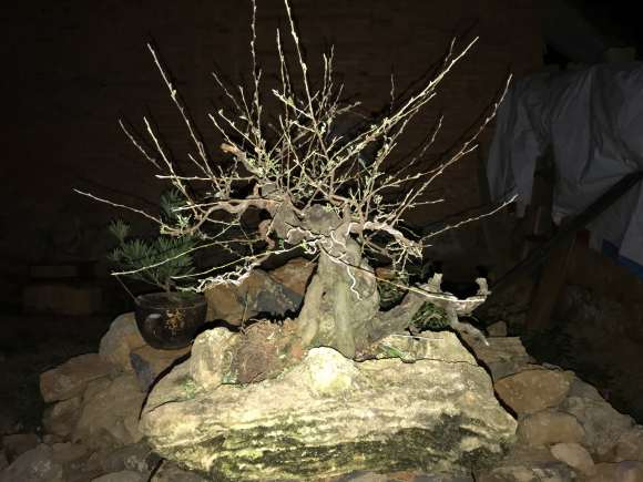 1棵小石积下山桩养老几年