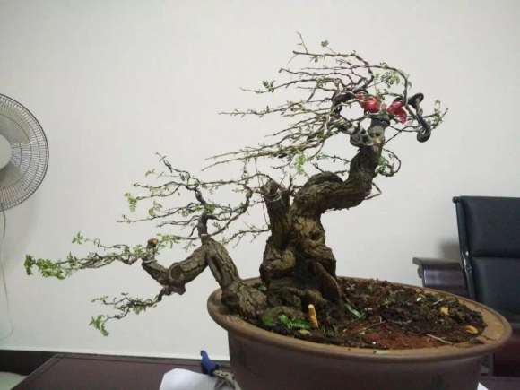 1棵小石积下山桩养老几年