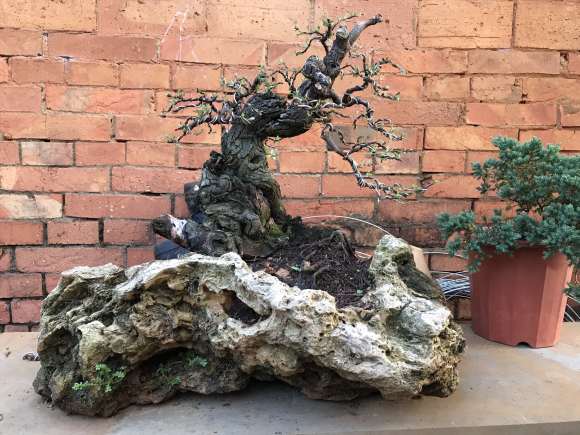 1棵小石积下山桩养老几年