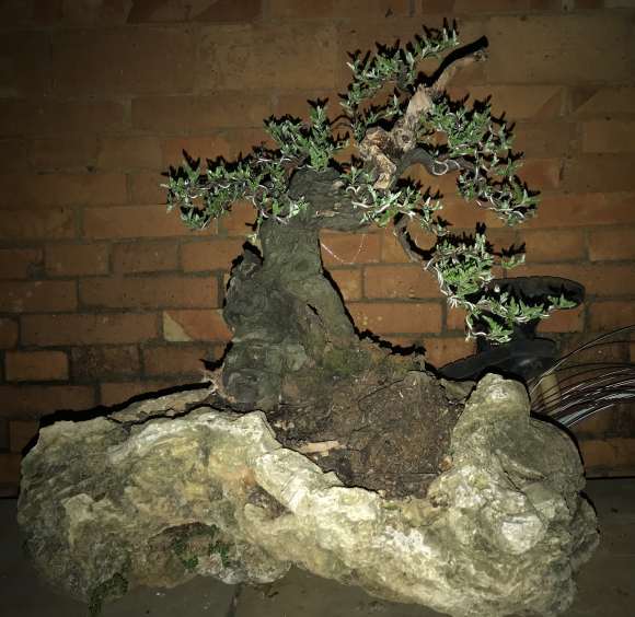 1棵小石积下山桩养老几年