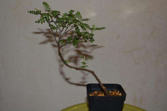 小石积下山桩怎么区别的2个方法