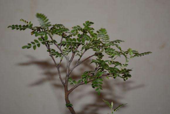 小石积下山桩怎么区别的2个方法