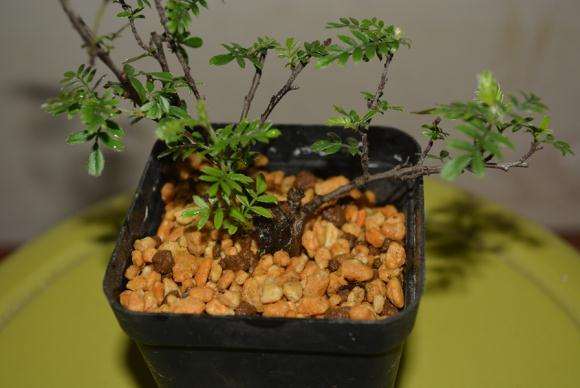 小石积下山桩怎么区别的2个方法