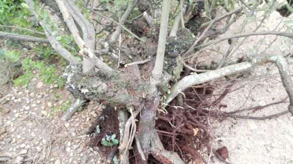图解 上山挖掘小石积下山桩的全过程