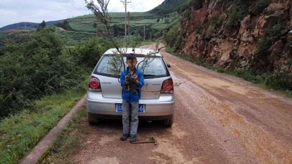 图解 上山挖掘小石积下山桩的全过程