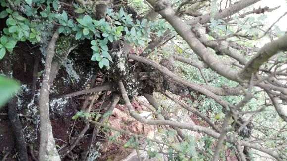 图解 上山挖掘小石积下山桩的全过程