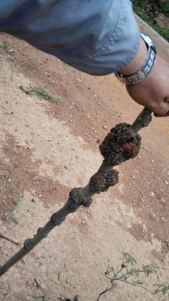 图解 上山挖掘小石积下山桩的全过程