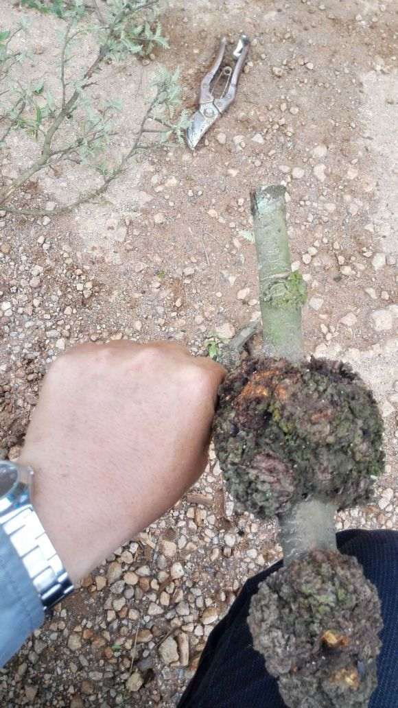 图解 上山挖掘小石积下山桩的全过程