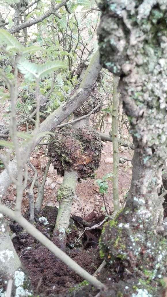 图解 上山挖掘小石积下山桩的全过程