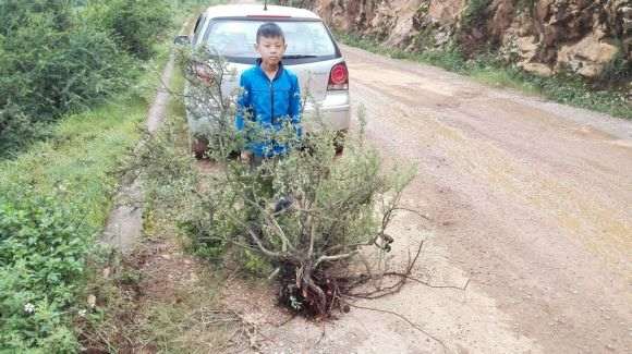 图解 上山挖掘小石积下山桩的全过程