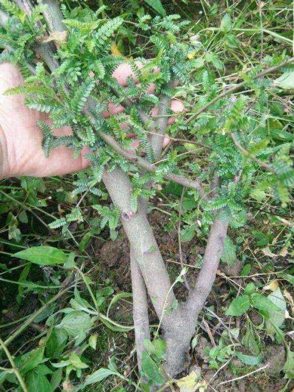 小石积下山桩全年都可以栽吗