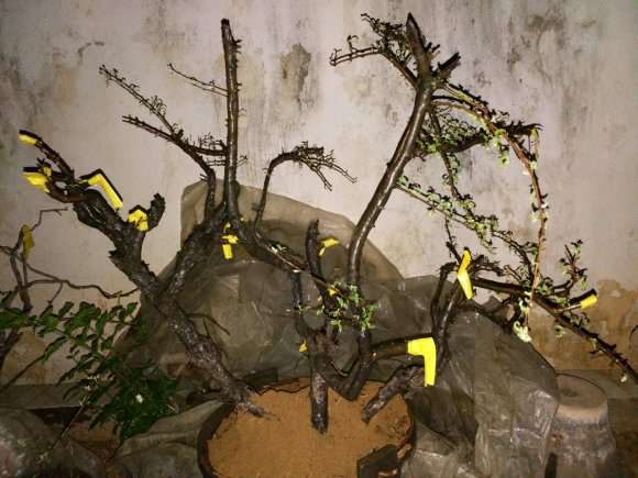 小石积下山桩分枝太多 2个月了才来芽