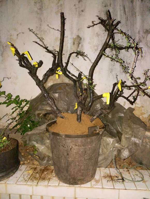 小石积下山桩分枝太多 2个月了才来芽