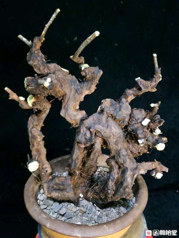 去年种的小石积下山桩 第一次修剪蟠扎