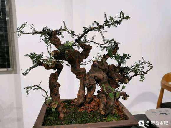 去年种的小石积下山桩 第一次修剪蟠扎