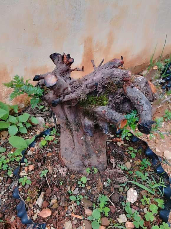 小石积下山桩了吧 三月份栽