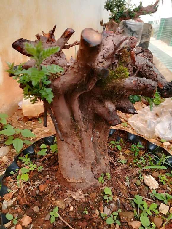 小石积下山桩了吧 三月份栽