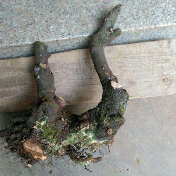 今天挖的小石积下山桩 怎么样 图片