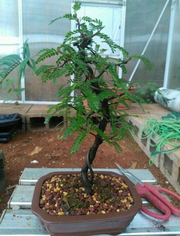 上盆半个月小石积下山桩长根了