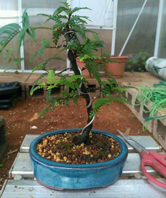 上盆半个月小石积下山桩长根了