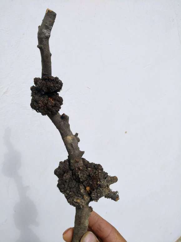 为什么生瘤的小石积下山桩就很好