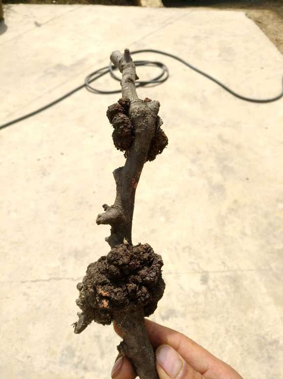 为什么生瘤的小石积下山桩就很好