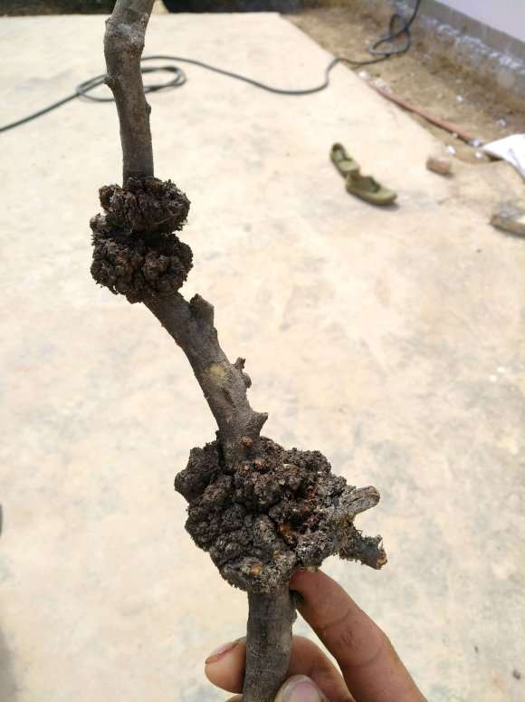 为什么生瘤的小石积下山桩就很好