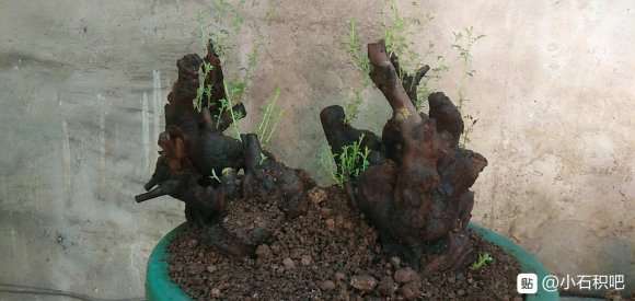 小石积下山桩叶子怎么有点发黑