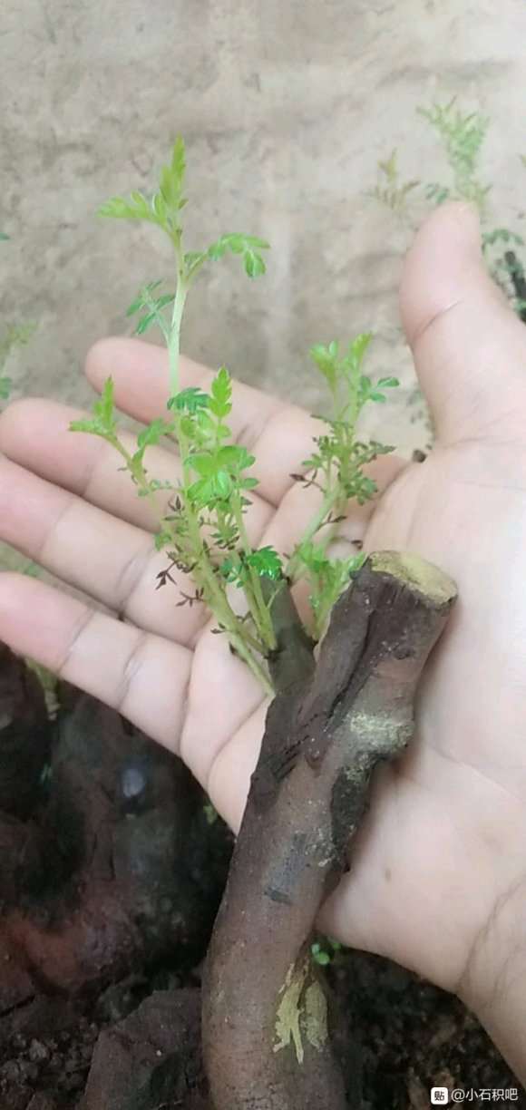 小石积下山桩叶子怎么有点发黑