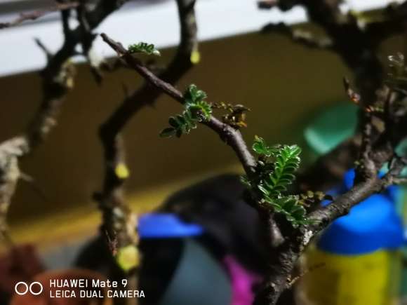 小石积下山桩 天然丛林 漂亮啦