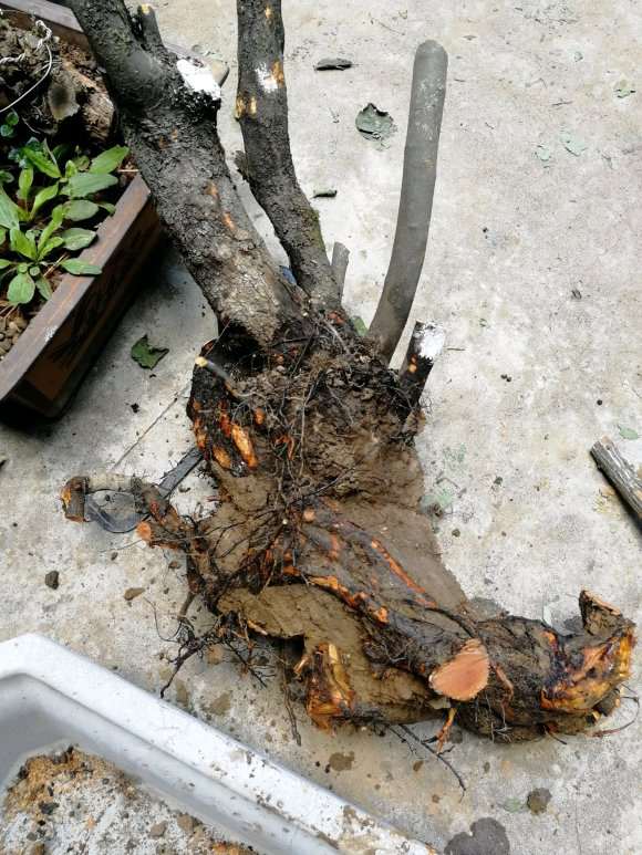今天挖了棵大的小石积下山桩