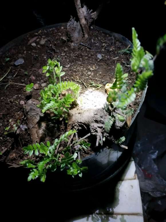 又两棵小石积下山桩来芽了