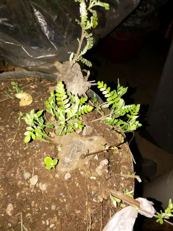 又两棵小石积下山桩来芽了